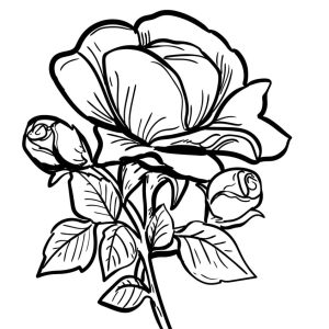 Schablonen für Rosen Zeichnen von Kinder für Malvorlagen